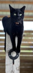 Lost Female Cat last seen Black Falcon Rd and Deer Run Trail, Loxahatchee, FL 33470