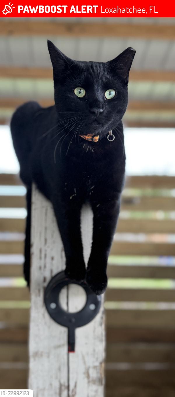 Lost Female Cat last seen Black Falcon Rd and Deer Run Trail, Loxahatchee, FL 33470