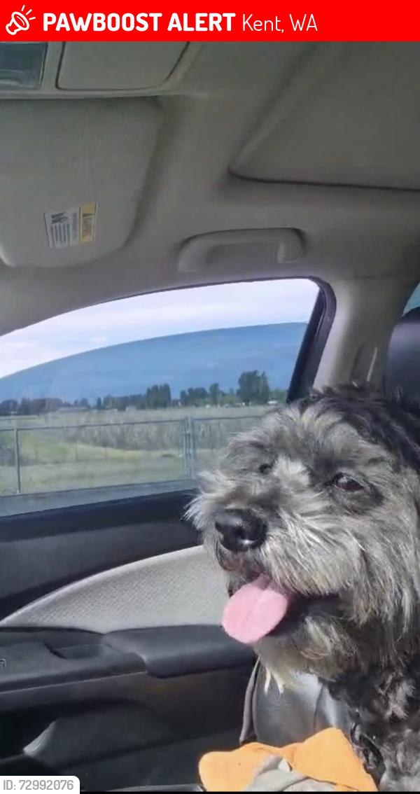 Lost Male Dog last seen Near SE 251st St Kent, WA 98030 United States, Kent, WA 98030