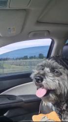 Lost Male Dog last seen Near SE 251st St Kent, WA 98030 United States, Kent, WA 98030