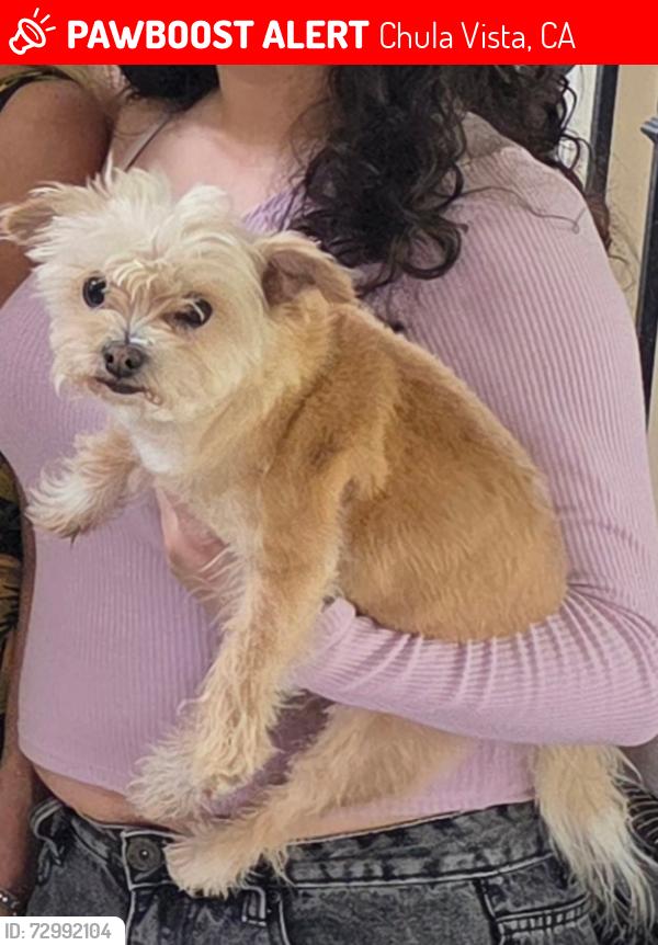 Lost Female Dog last seen Red Maple Dr and Blackwood Road, Chula Vista, CA 91910