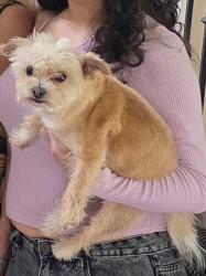 Lost Female Dog last seen Red Maple Dr and Blackwood Road, Chula Vista, CA 91910