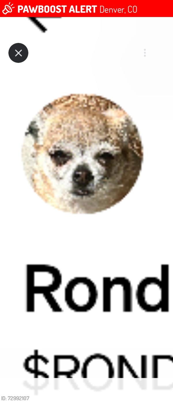 Lost Female Dog last seen Colfax, Denver, CO 80203