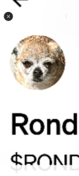 Lost Female Dog last seen Colfax, Denver, CO 80203