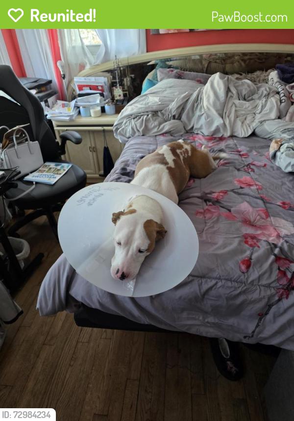 Reunited Female Dog last seen Drummond Ave., Neptune, NJ, Asbury Park, NJ 07712