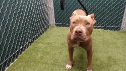 Shelter Stray Female Dog last seen , 11258 Garfield Ave, Downey, CA 90242, USA