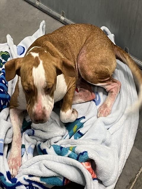 Shelter Stray Female Dog last seen N CLAYTON ST MOUNT DORA, 12280 County Rd 448, Tavares, FL 32778, USA