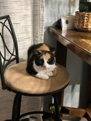 Lost Female Cat last seen Centralia rd, closer to commercial way intersection, Hernando County, FL 34614