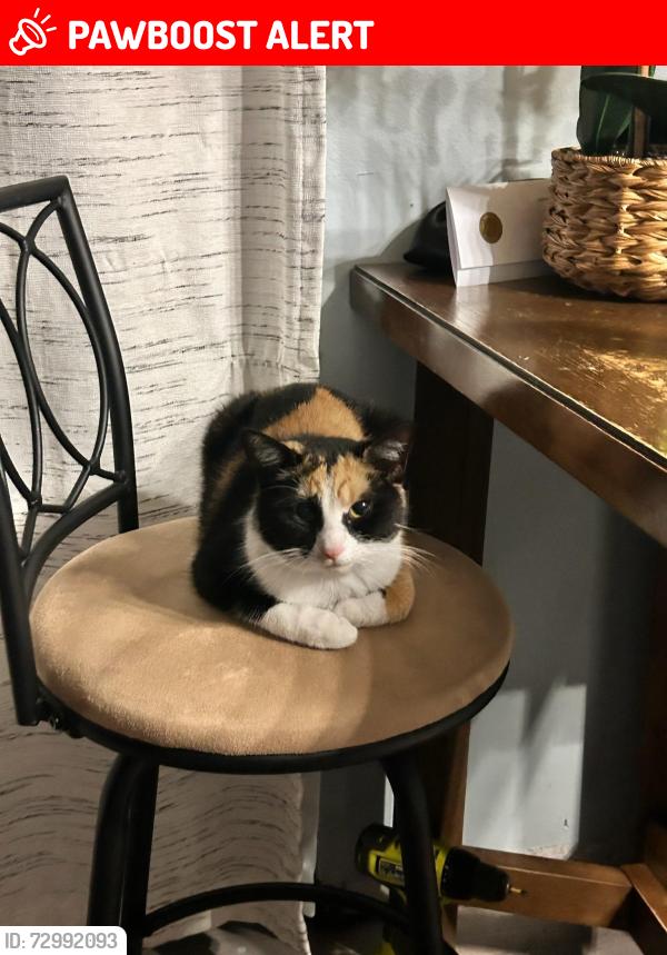 Lost Female Cat last seen Centralia rd, closer to commercial way intersection, Hernando County, FL 34614