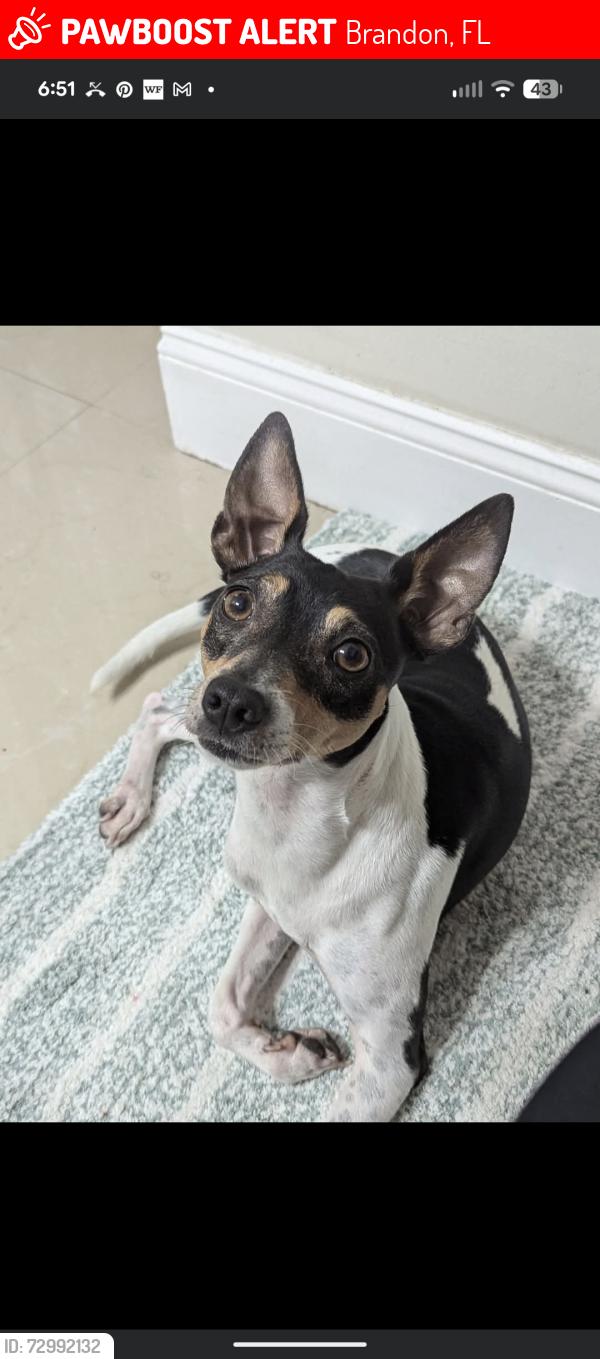 Lost Male Dog last seen Last seen near orangewalk and bell shoals before 6 pm, Brandon, FL 33511