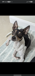 Lost Male Dog last seen Last seen near orangewalk and bell shoals before 6 pm, Brandon, FL 33511