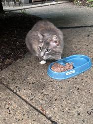 Found/Stray Unknown Cat last seen Keim Rd, Pottstown, PA 19464
