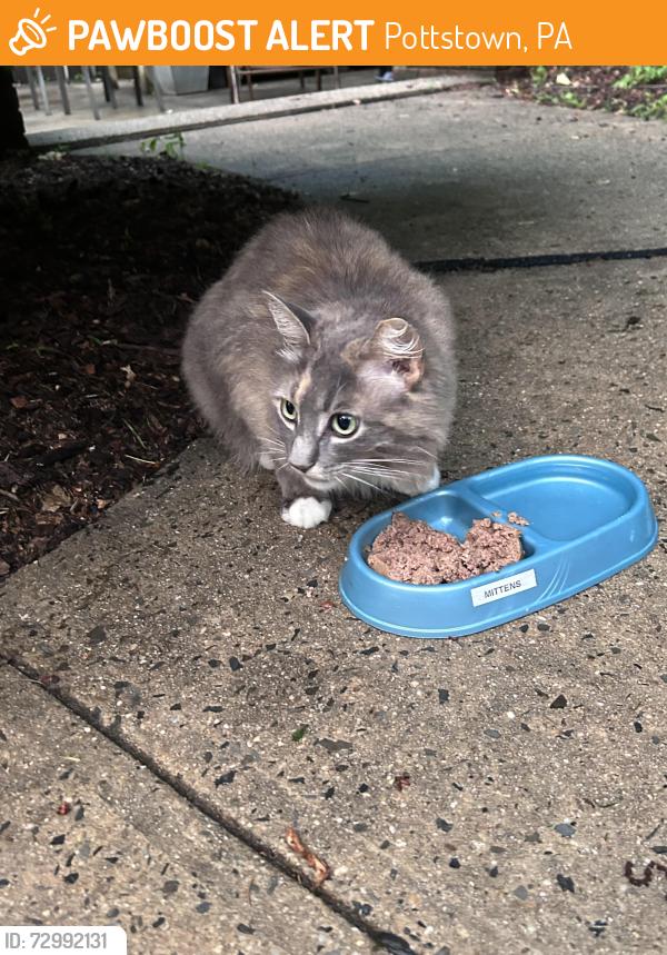 Found/Stray Unknown Cat last seen Keim Rd, Pottstown, PA 19464