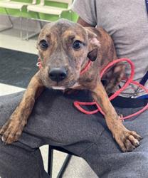 Shelter Stray Male Dog last seen Near BLOCK HALE AVE, 3528 Newburg Rd, Louisville, KY 40218, USA
