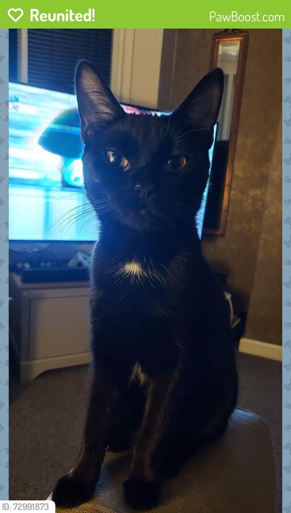 Reunited Female Cat last seen Bispham, , England FY2