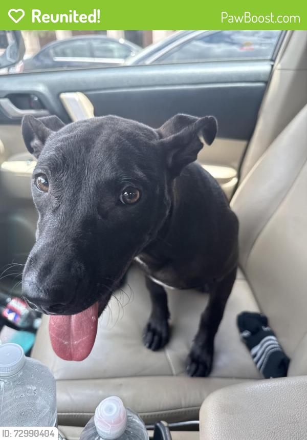 Reunited Unknown Dog last seen Near FM 1960 at Walmart Super Center, Houston, TX 77068