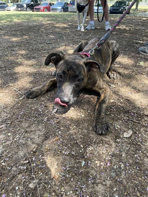 Shelter Stray Female Dog last seen Near BLOCK MONTGOMERY DR, TALLAHASSEE FL 32301, 1125 Easterwood Dr, Tallahassee, FL 32311, USA