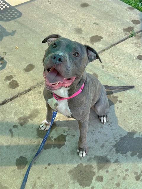 Shelter Stray Male Dog last seen OFALLON, 4850 Mid Rivers Mall Dr, St Peters, MO 63376, USA