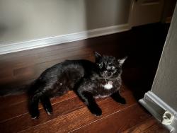Reunited Male Cat last seen Kent court , Fredericksburg, VA 22408