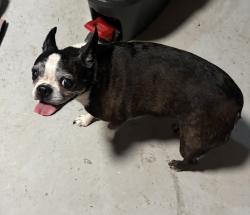 Reunited Female Dog last seen Withlacoochee Trailhead near Citrus Springs Middle, Citrus Springs, FL 34434