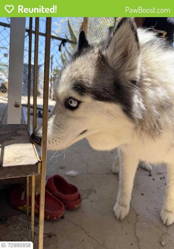 Reunited Female Dog last seen Bob price rec center 89156, Las Vegas, NV 89030