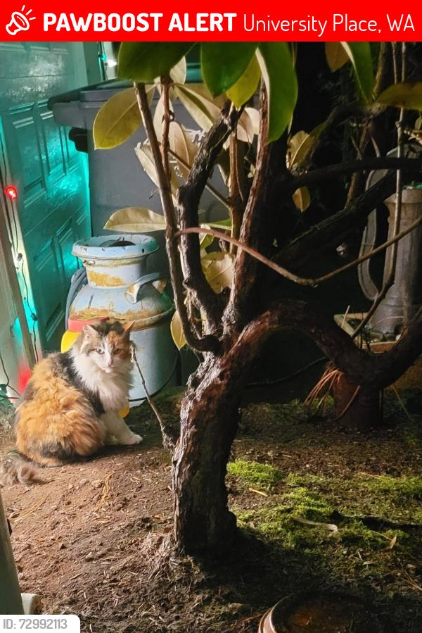 Lost Female Cat last seen Sunset and Sunset Terrace West University Place, WA, University Place, WA 98466