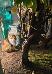 Lost Female Cat last seen Sunset and Sunset Terrace West University Place, WA, University Place, WA 98466