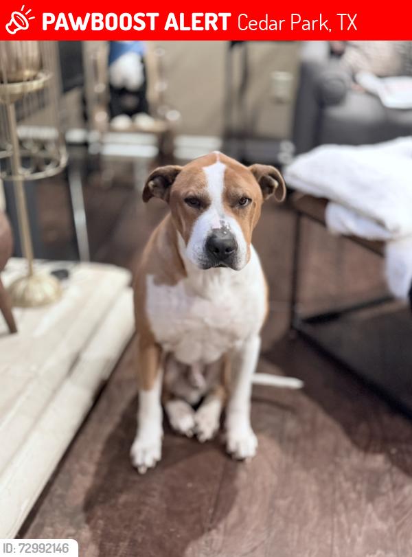 Lost Male Dog last seen Whitestone Oaks Neighborhood in Cedar Park, tx, Cedar Park, TX 78613