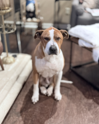 Lost Male Dog last seen Whitestone Oaks Neighborhood in Cedar Park, tx, Cedar Park, TX 78613