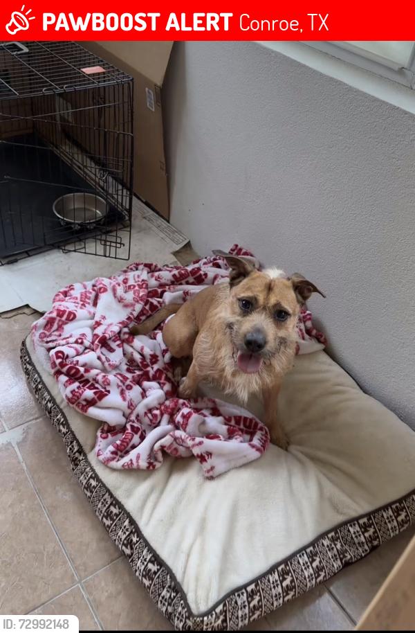 Lost Male Dog last seen sandchester trail , Conroe, TX 77306