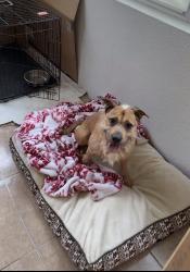 Lost Male Dog last seen sandchester trail , Conroe, TX 77306