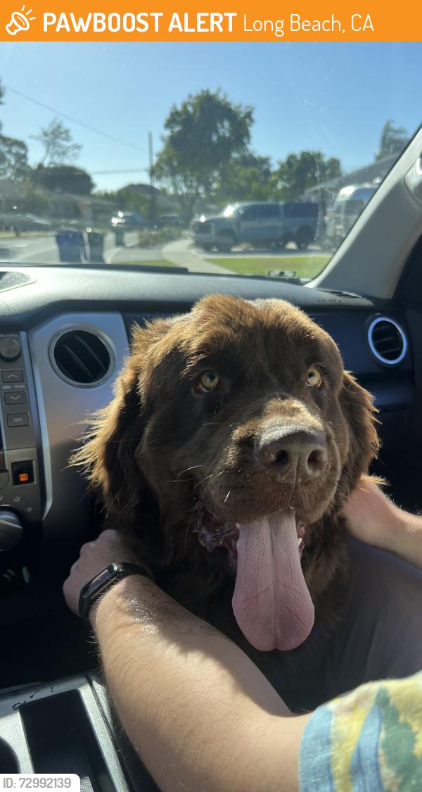 Found/Stray Female Dog last seen Bellflower and LCD, Long Beach, CA 90815