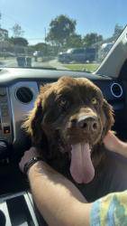 Found/Stray Female Dog last seen Bellflower and LCD, Long Beach, CA 90815