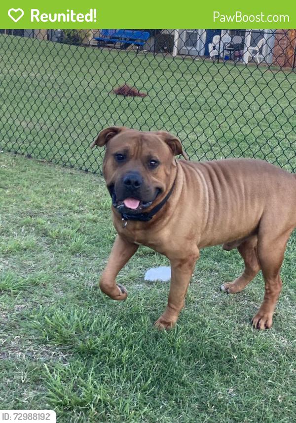 Reunited Male Dog last seen NE 10th St & Douglas Ave, Midwest City, OK 73130