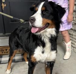 Lost Female Dog last seen Spanish fork , Spanish Fork, UT 84660