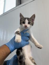Shelter Stray Female Cat last seen , 333 Chandler Pl, San Bernardino, CA 92408, USA