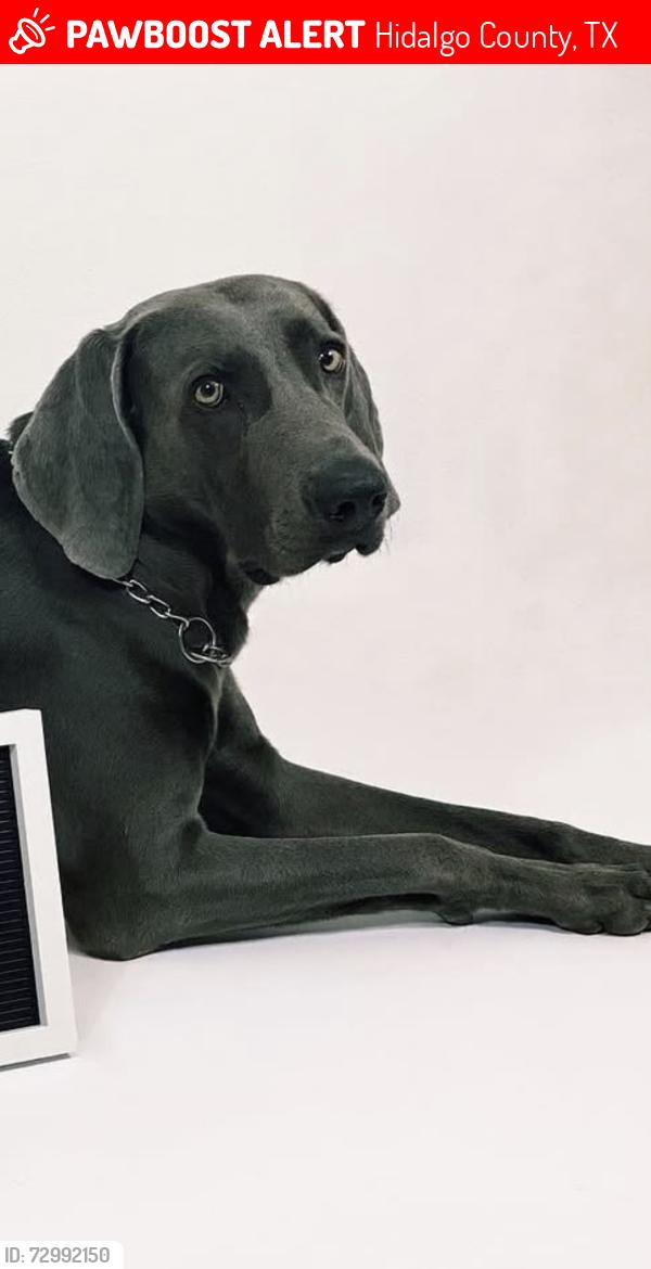 Lost Male Dog last seen Fresno ave. Hidalgo Tx 78557, Hidalgo County, TX 78577