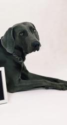 Lost Male Dog last seen Fresno ave. Hidalgo Tx 78557, Hidalgo County, TX 78577