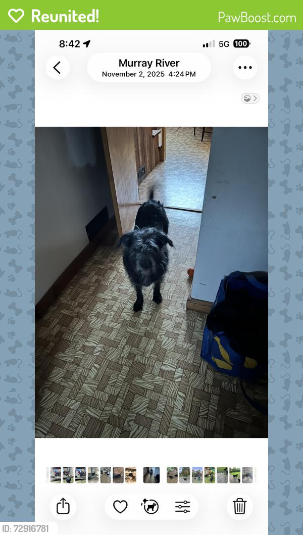 Reunited Female Dog last seen Buell rd, Murray River, PE C0A 1W0