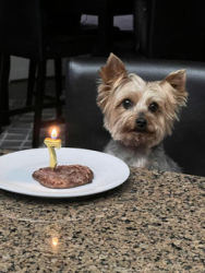 Lost Male Dog last seen Lone Acres Ct, Ringstem in Rancho Cucamonga, Rancho Cucamonga, CA 91737