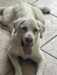 Found/Stray Male Dog last seen SW 122nd Ave between 232nd and 248th., Miami-Dade County, FL 33033