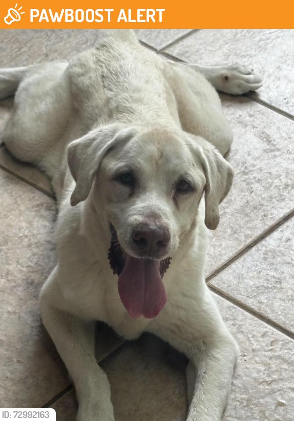 Found/Stray Male Dog last seen SW 122nd Ave between 232nd and 248th., Miami-Dade County, FL 33033