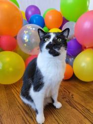 Lost Male Cat last seen Near Street and 129B Ave NW, Edmonton, AB T5E 0P5