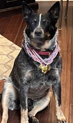Lost Male Dog last seen Candleflower Park, Colorado Springs, CO 80920