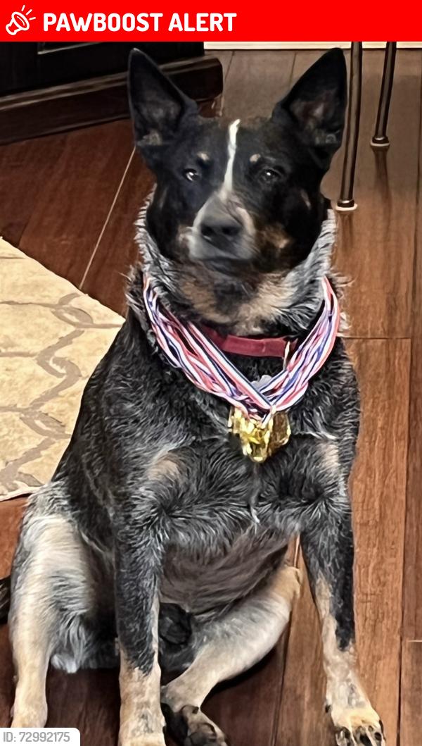 Lost Male Dog last seen Candleflower Park, Colorado Springs, CO 80920