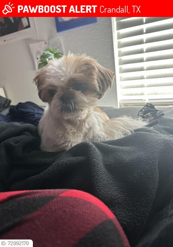 Lost Male Dog last seen Summerwell Wildcat Ranch, Crandall, TX 75114