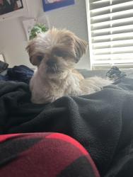 Lost Male Dog last seen Summerwell Wildcat Ranch, Crandall, TX 75114