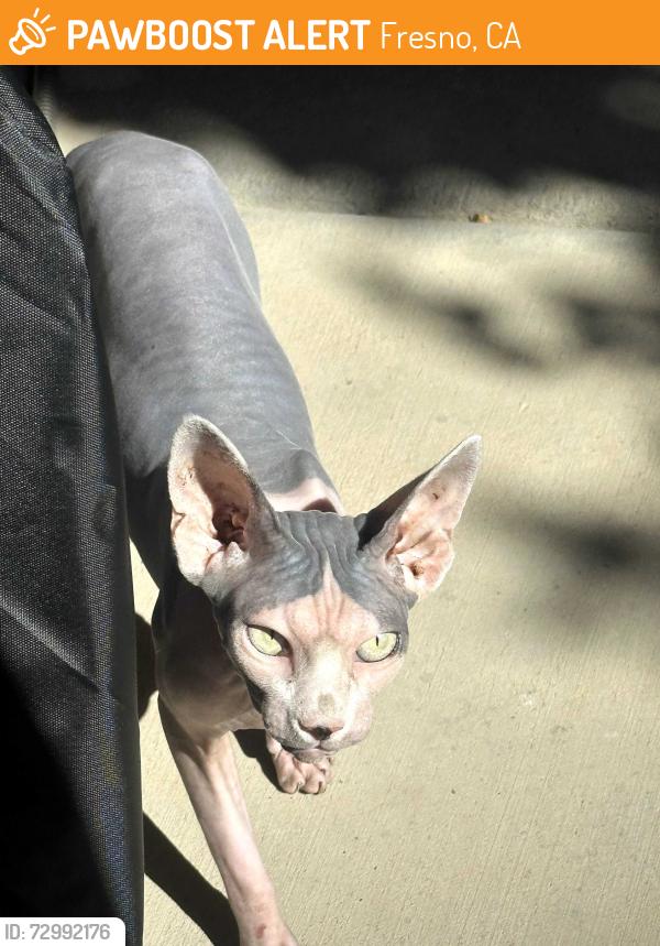 Found/Stray Female Cat last seen Dakota & Fowler, Fresno, CA 93727