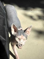 Found/Stray Female Cat last seen Dakota & Fowler, Fresno, CA 93727