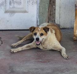 Shelter Stray Female Dog last seen Near BLOCK N SAN JUACINO, 4710 TX-151, San Antonio, TX 78227, USA